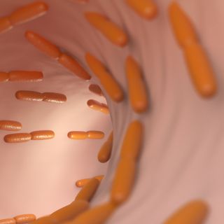 Lactobacillus Acidophilus